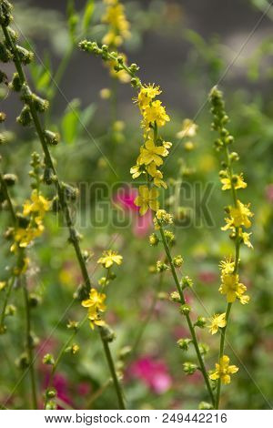 The Beetle (verbascum Phlomoides) Is A Field Weed.