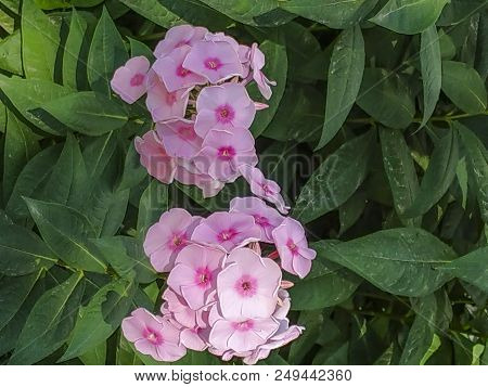 Flower In The Garden Background Image Of Flowers