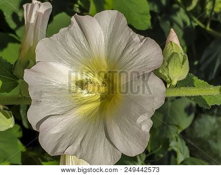 Flower In The Garden Background Image Of Flowers