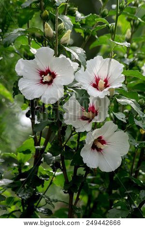 Shrub Mallow (hibiscus Syriacus) Bushy Garden Decorative Plants.