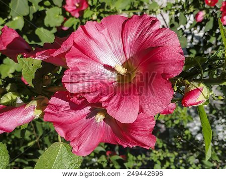 Flower In The Garden Background Image Of Flowers