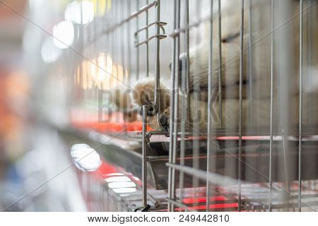 Puppy So Cute Sleeping Or Waiting Alone In Dog Cage In Pets Shop Or Pets Shelter With Sadness And Lo