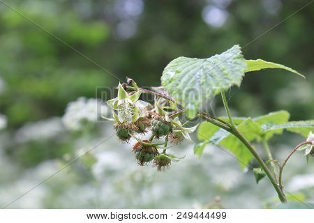 Unripe green raspberry. Ripe raspberry on the branch in the garden. Fresh raspberry bush. Juicy berries. Delicious and healthy food. A healthy way of life. Sweet raspberry macro. Jam of raspberries. Summer berries