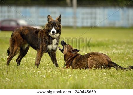 Dogs Play With Each Other. Merry Fuss Puppies. Aggressive Dog. Training Of Dogs.  Puppies Education,