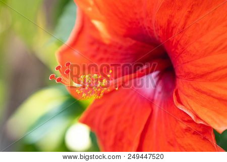 Close Up Pollen Of Red Chinese Hibiscus, China Rose, Hawaiian Hibiscus, Rose Mallow And Shoeblackpla