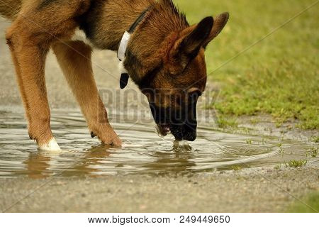 Sunstroke, health of pets in the summer. How to protect your dog from overheating.Training of dogs.