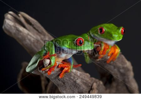Two Red Eye Frog In Studio With Dark Background