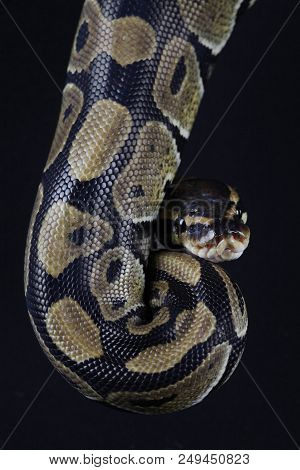 Python Snake Portrait In Studio With Black Background