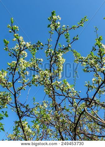 Branches Of Blooming Cherry Plums In The Early Spring In The Garden.
