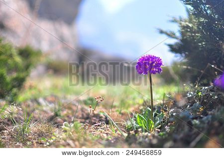 Alpine Primula In Sunshine Basking Glory Of Nandadevi Sanctuary