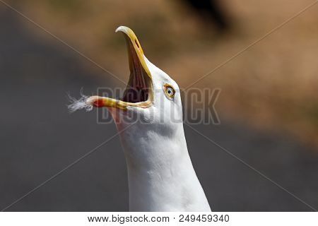 A Herring Gull Calling With Wide Open Gape