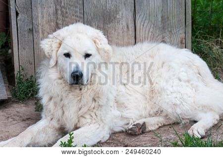 Adult Male Hungarian Kuvasz Shepherd Dog Resting On The Front Of His House.