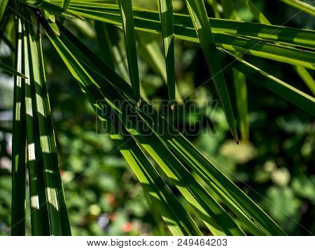 Close Up Of Green Palm Leaf Background Golden Hour Sunny With Shadow Bokeh