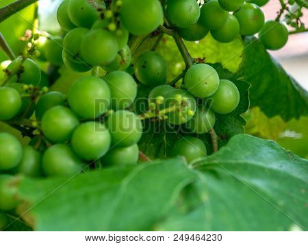 Healthy Fruits. White Wine Grapes In A Vineyard Still Growing Close Up