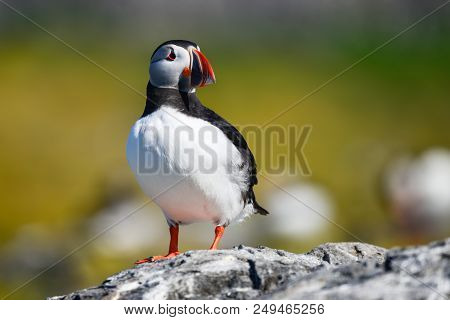Beautiful Atlantic Puffin Or Comon Puffin Fratercula Arctica In Northumberland England On Bright Spr