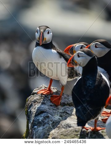 Beautiful Atlantic Puffin Or Comon Puffin Fratercula Arctica In Northumberland England On Bright Spr
