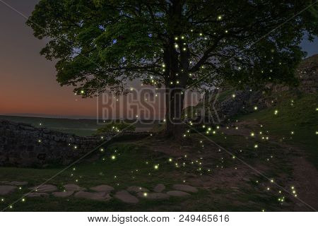 Stunning Landscape Image Of Sunset With Fireflies Flying Around Tree And Glowing In Dusk Light