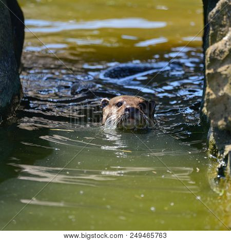 World's Smallest Otter, Asian Small-clawed Otter Aonyx Cinerus On Rocks In Sunlight