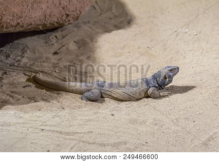 Lizard Named Common Chuckwalla In Desert Ambiance