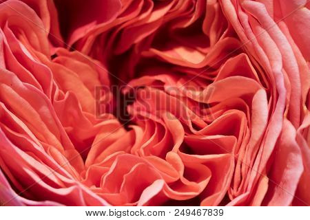 Macro Shot Of A Coralline Rose. Close-up Of A Beautiful Rose. Background With Natural Pattern.