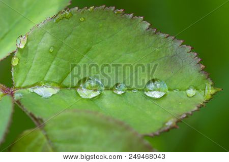 Close-up Of A Green Leaf With Raindrops