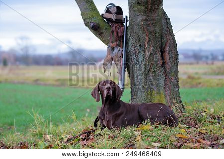 The German Shorthaired Pointe, A Beautiful Breed Dog Is Lying, On The Lawn, Posing For A Photo. Ther
