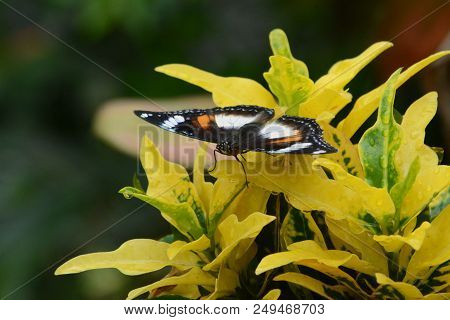 Indonesian Butterfly (papilionidae / Swallowtail Butterfly) Perched On Puring Leaves