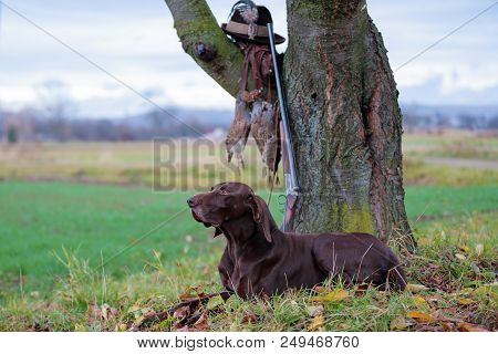 The German Shorthaired Pointe, A Beautiful Breed Dog Is Lying, On The Lawn, Posing For A Photo. Ther