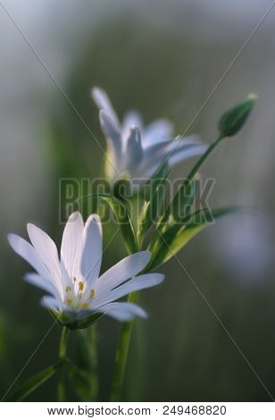 Greater Stitchwort Is Early Spring Blooming Plant