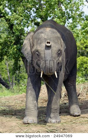 Asiatiske elefant i Nepal