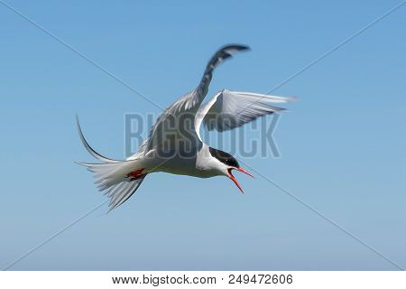 An Arctic Tern On The Farne Islands Is Definding Her Nest