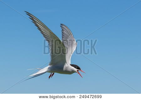 An Arctic Tern On The Farne Islands Is Definding Her Nest