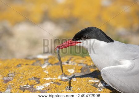 Portrait Of An Arctic Tern On The Farne Islands With A Sand Eel