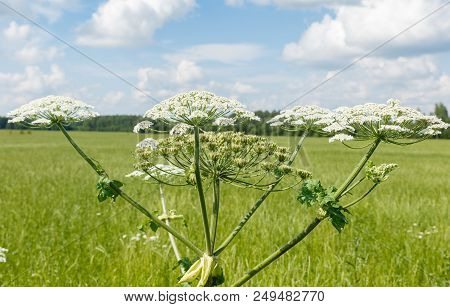 Cow Parsnip Blooms On A Meadow In Summer.