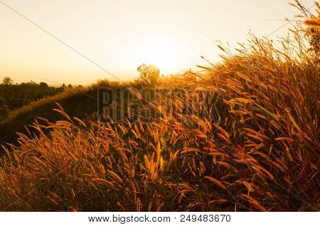Desho Grass Pennisetum Pedicellatum At Sunset Time. Beautiful Grass Flower. Background Grass Flower 