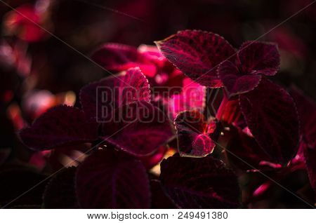 Red And Green Leaves Of The Coleus Plant, Plectranthus Scutellarioides, Close Up.