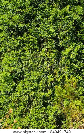 Incense Cedar Tree Calocedrus Decurrens Branch Close Up. Thuja Cones Branch Pattern. Conifer Seeds O