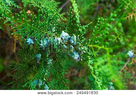 Incense Cedar Tree Calocedrus Decurrens Branch Close Up. Thuja Cones Branch Pattern. Conifer Seeds O