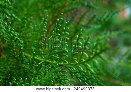 Incense Cedar Tree Calocedrus Decurrens Branch Close Up. Thuja Cones Branch Pattern. Conifer Seeds O