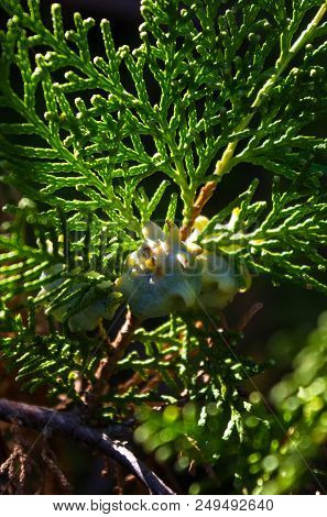 Incense Cedar Tree Calocedrus Decurrens Branch Close Up. Thuja Cones Branch Pattern. Conifer Seeds O