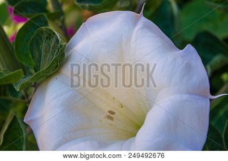 Devil's Trumpet, Datura Metel, In The Garden, Close Up.