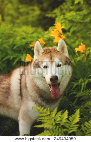 Close-up Portrait Of Cute Beige Dog Breed Siberian Husky With Tonque Hanging Out Sitting In Green Gr