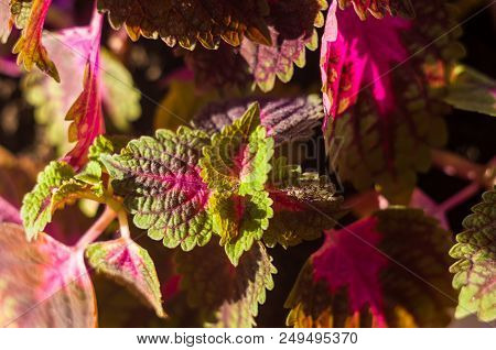 Red And Green Leaves Of The Coleus Plant, Plectranthus Scutellarioides, Close Up.