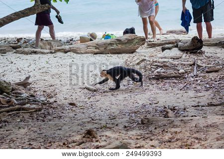 A White Face Monkey In Manuel Antonio National Park Costa Rica Looking For Food  Near The Tourists O