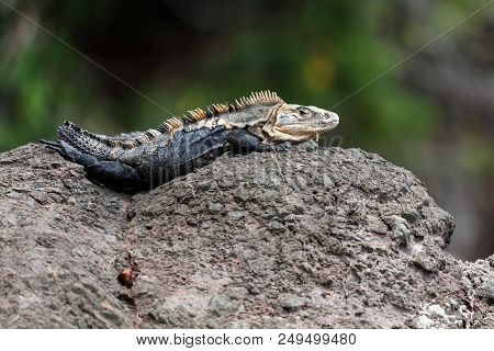 A Black Spiny-tailed Iguana Resting On A Rock In Manuel Antonio, Costa Rica.