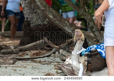 An Angry Looking White Face Monkey In Manuel Antonio National Park In Costa Rica Begging For Food  N