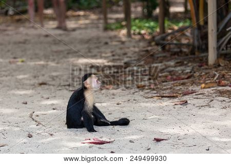 A Small White Faced Monkey Sitting In The Sand By The Beach In Manuel Antonio Natural Park In Costa 