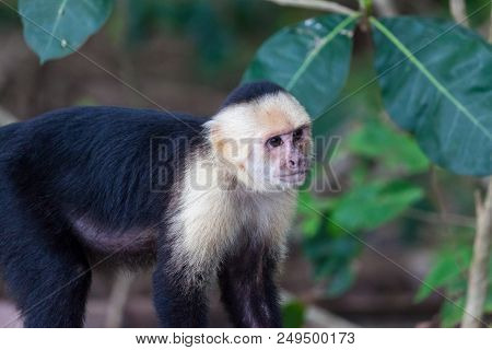 A Small White Faced Monkey In Manuel Antonio Natural Park In Costa Rica.