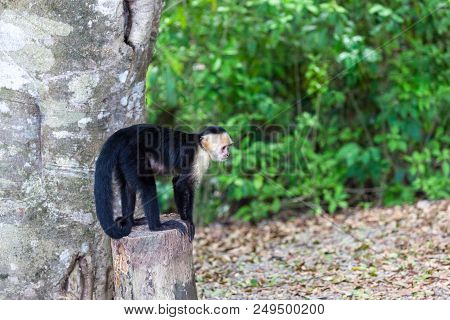A Small White Faced Monkey Standing On A Stump In Manuel Antonio Natural Park In Costa Rica.