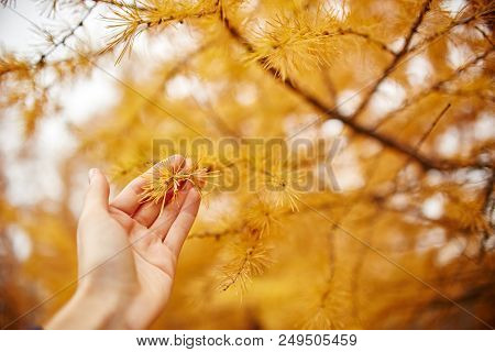 Hand Hold Golden Autumn With Yellow Trees In The Forest. Tree With Yellow Larch Needles In The Hands